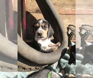 Beagle Puppy for sale in MIDDLETOWN, IN, USA