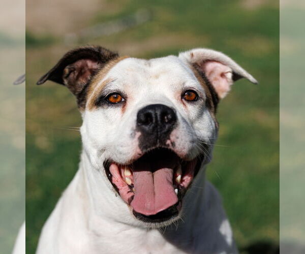 Medium Photo #4 Bullboxer Pit Puppy For Sale in McKinney, TX, USA