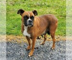 Small Photo #1 Boxer Puppy For Sale in NEW HOLLAND, PA, USA