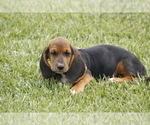 Small Photo #6 Basset Hound Puppy For Sale in MEMPHIS, MO, USA