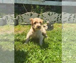 Small Mutt