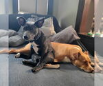 Small #1 American Staffordshire Terrier Mix