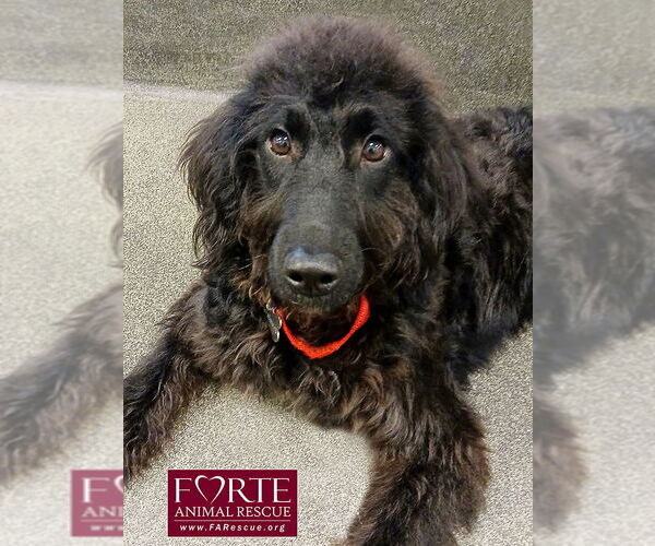 Medium Photo #1 Labrador Retriever Puppy For Sale in Marina del Rey, CA, USA