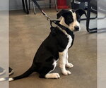 Small Mutt