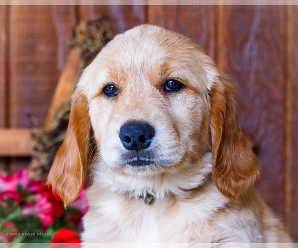 Medium Photo #15 Golden Retriever Puppy For Sale in WAKARUSA, IN, USA
