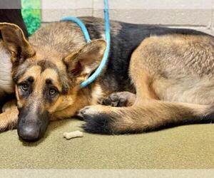 German Shepherd Dog-Unknown Mix Dogs for adoption in Moreno Valley, CA, USA