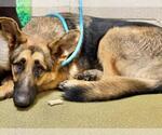 Small German Shepherd Dog Mix