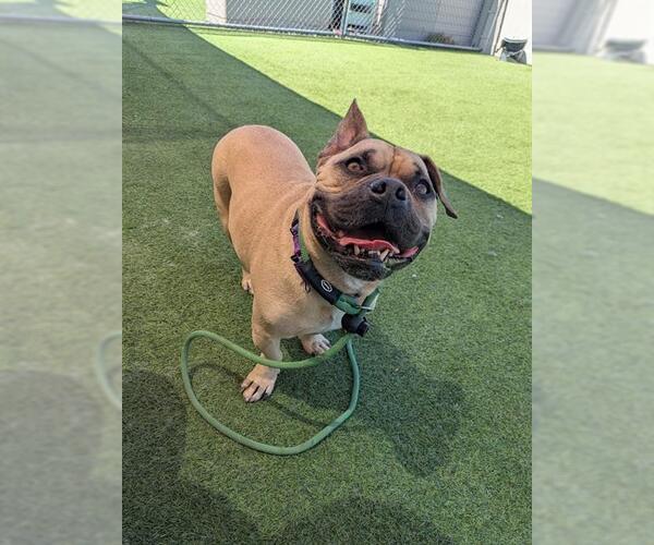 Medium Photo #1 Bulldog-Unknown Mix Puppy For Sale in Camarillo, CA, USA