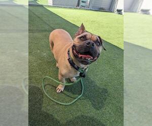 Bulldog-Unknown Mix Dogs for adoption in Camarillo, CA, USA