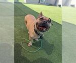 Small Bulldog Mix