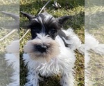Small Photo #5 Schnauzer (Miniature) Puppy For Sale in CANOGA, NY, USA