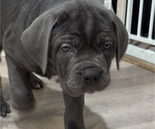 Medium Photo #2 Cane Corso Puppy For Sale in COLONIAL HEIGHTS, VA, USA
