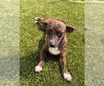 Small #2 Chihuahua Mix