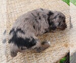Small #9 F2 Aussiedoodle