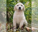 Small Photo #1 Golden Retriever Puppy For Sale in WARSAW, IN, USA