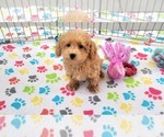 Small #2 Poodle (Toy)