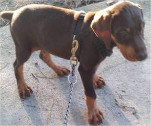 Doberman Pinscher Puppy for sale in MOUNT OLIVE, NC, USA