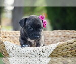 Small #1 Mutt