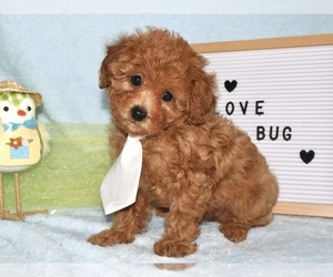 Poodle (Toy) Puppy for Sale in LIBERAL, Missouri USA