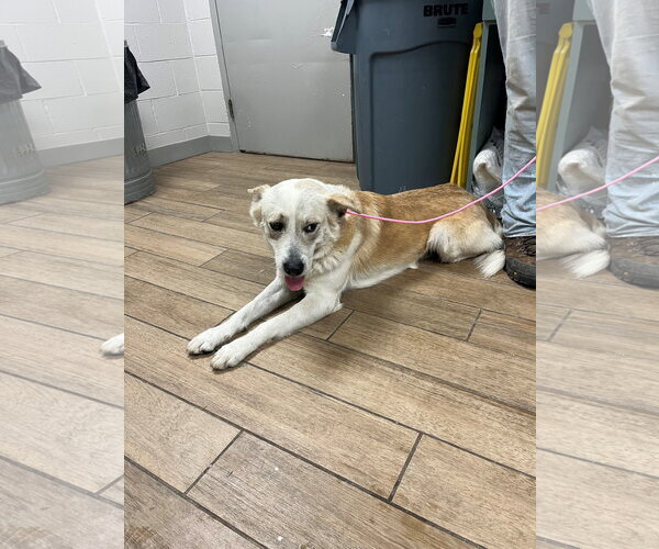 Medium Photo #1 Mutt Puppy For Sale in Rowlett, TX, USA