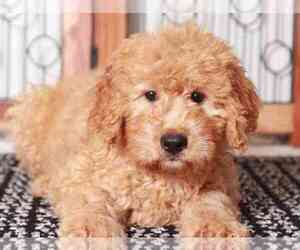 Goldendoodle (Miniature) Puppy for sale in NAPLES, FL, USA