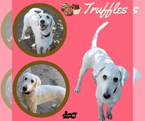 Poodle (Standard) Dogs for adoption in Lindsay, CA, USA