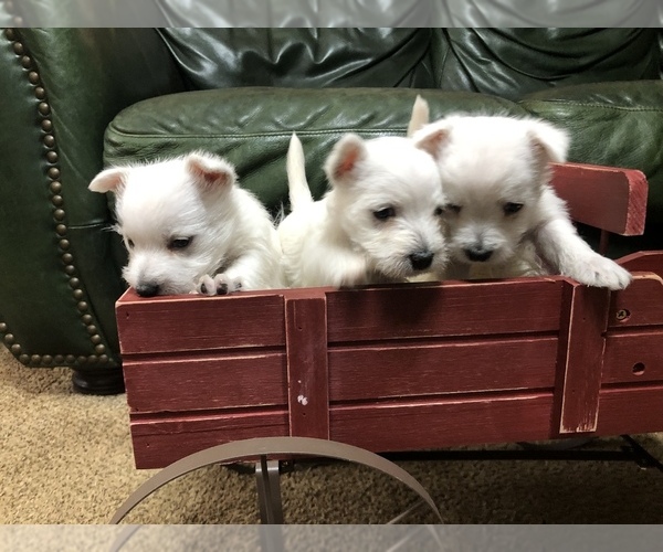 Medium Photo #1 West Highland White Terrier Puppy For Sale in RIDGEWAY, VA, USA