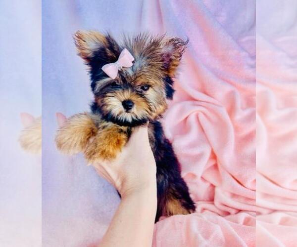 Medium Photo #18 Yorkshire Terrier Puppy For Sale in PEMBROKE PINES, FL, USA