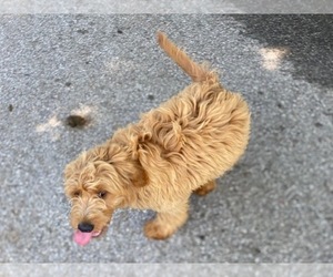 Goldendoodle Puppy for sale in LANCASTER, PA, USA
