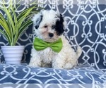 Small Photo #4 Maltipoo Puppy For Sale in LAKELAND, FL, USA