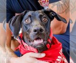 Small Photo #13 Plott Hound-Pointer Mix Puppy For Sale in Lake Forest, CA, USA