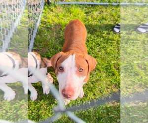 Mutt Dogs for adoption in Frankenmuth, MI, USA