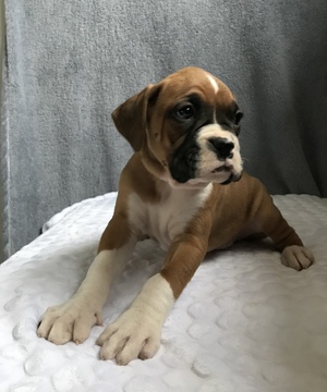 Medium Photo #7 Boxer Puppy For Sale in APPLE CREEK, OH, USA