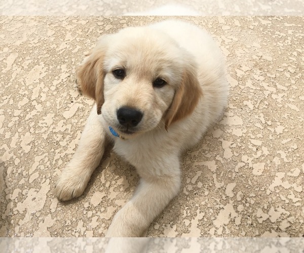 Medium Photo #1 Golden Retriever Puppy For Sale in PORT SAINT LUCIE, FL, USA