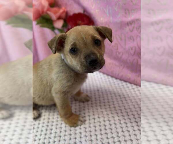 Medium Photo #2 American Staffordshire Terrier-Labrador Retriever Mix Puppy For Sale in Lakewood, CO, USA