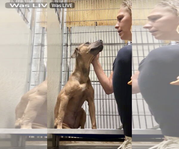 Medium Photo #4 Mountain Cur-Unknown Mix Puppy For Sale in Oakhurst, NJ, USA