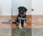 Small Photo #1 German Shepherd Dog Puppy For Sale in LIGONIER, PA, USA