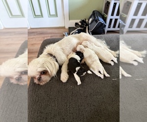 Mother of the Shih Tzu puppies born on 05/09/2025