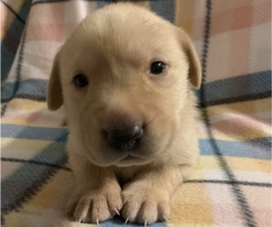 Labrador Retriever Puppy for sale in SPOTSYLVANIA, VA, USA