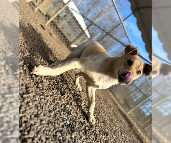 Medium Photo #6 Mutt Puppy For Sale in Elmsford, NY, USA