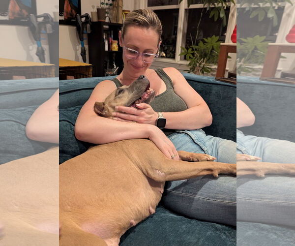 Medium Photo #18 Mutt Puppy For Sale in Philadelphia, PA, USA