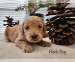 Small Photo #3 Goldendoodle Puppy For Sale in LEWISVILLE, TX, USA