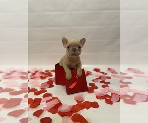 French Bulldog Puppy for sale in FORT WORTH, TX, USA