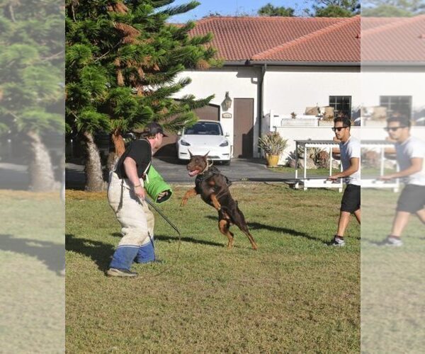 Medium Photo #18 Doberman Pinscher Puppy For Sale in FORT LAUDERDALE, FL, USA
