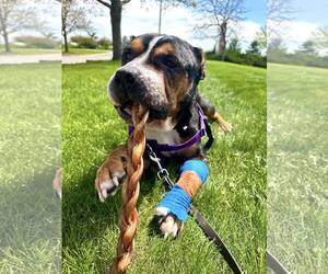 Mutt Dogs for adoption in Crete, IL, USA