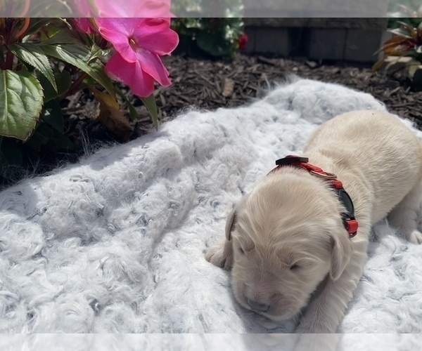 Medium Photo #1 Golden Retriever Puppy For Sale in MINERAL POINT, WI, USA