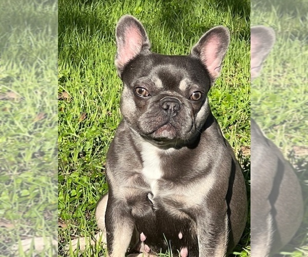 Medium Photo #5 French Bulldog Puppy For Sale in SAN ANTONIO, TX, USA