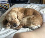 Small #2 Cocker Spaniel