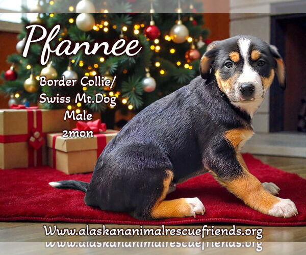 Medium Photo #1 Collie-Unknown Mix Puppy For Sale in Anchorage, AK, USA