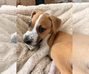 Laliah - Female Coonhound-Jack Russell Terrier Mix Dog for Adoption - Photo #3
